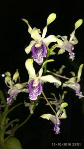 Dendrobium Edfrans Charming