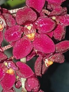 Sarcochilus Fairy-Kulnura Spice