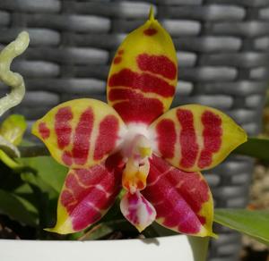 Phalaenopsis Zheng Min Toucan