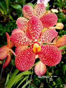 Aranda Françoise Desquiron