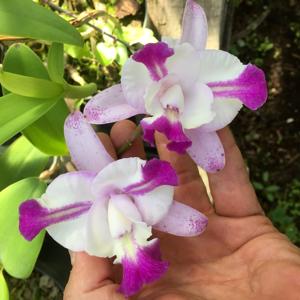 Cattleya Cherry Chip