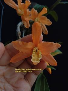 Dendrobium Uni-Scabri