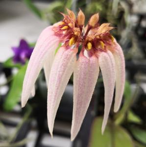 Bulbophyllum Meen Tinker Bell