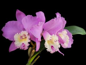 Rhyncholaeliocattleya Chian-Tzy Marvel