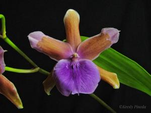 Miltonia binotii