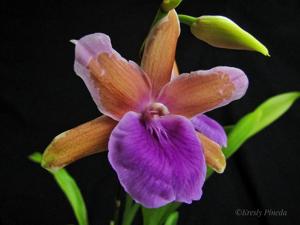 Miltonia binotii