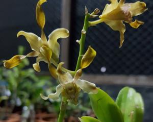 Dendrobium Vic's Gold