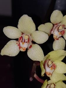 Sarcochilus Topaz