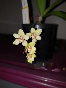 Sarcochilus Topaz