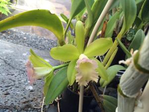 Rhyncholaeliocattleya Memoria John Yee