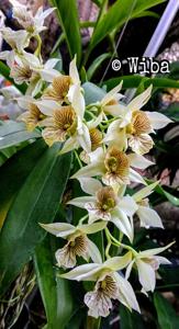 Dendrobium Green Mist