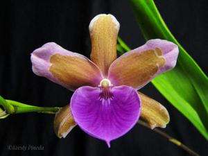 Miltonia binotii