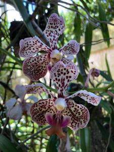 Vanda Burgeffii