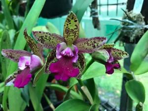 Cattleya Netrasiri Beauty