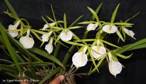 Brassocattleya Green Bird