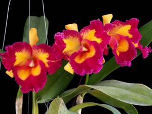 Rhyncholaeliocattleya Taiwan Queen