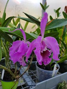 Cattleya Vestalis