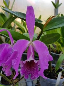 Cattleya Vestalis