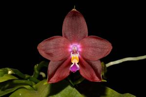 Phalaenopsis LD's Bear King