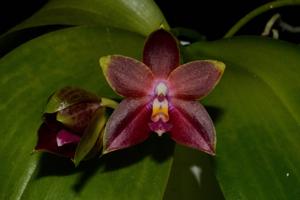 Phalaenopsis Nobby's Fox-Penang Girl
