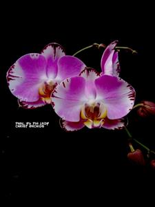 Phalaenopsis Yu Pin Lady