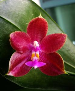 Phalaenopsis LYC Flaming Passion