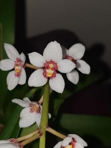 Sarcochilus Heidi