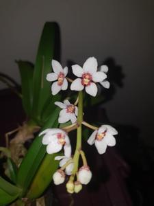 Sarcochilus Heidi