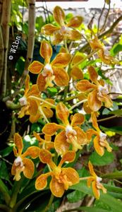 Vanda Bronze Butterfly