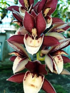 Catasetum Melana Davison