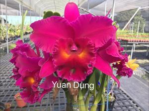 Rhyncholaeliocattleya Shang Ding Red Dragon