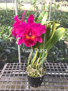 Rhyncholaeliocattleya Shang Ding Red Dragon