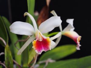 Cattleya blossfeldiana
