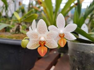 Phalaenopsis Mini Mark