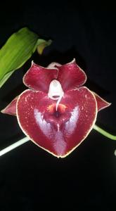Catasetum Orchidglade