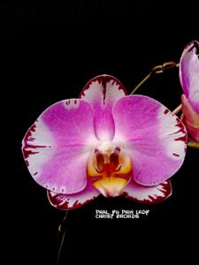 Phalaenopsis Yu Pin Lady