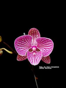 Phalaenopsis Yu Pin Fireworks