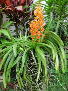 Vandachostylis Ladda Gold