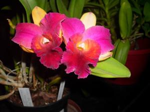 Rhyncholaeliocattleya Tzeng-Wen