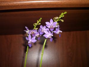 Phalaenopsis Purple Gem