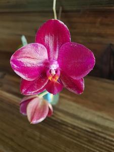 Phalaenopsis Mituo King