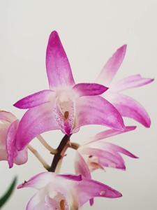 Dendrobium Specio-kingianum