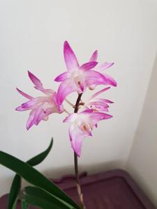 Dendrobium Specio-kingianum