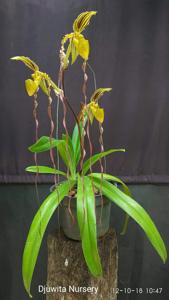 Paphiopedilum Michael Koopowitz