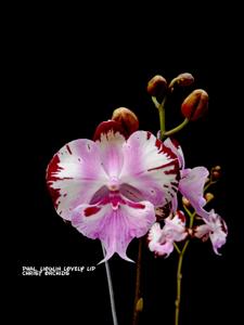 Phalaenopsis Lioulin Lovely Lip