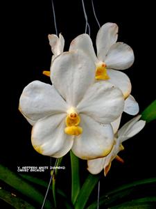 Vanda Nopporn White Diamond