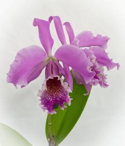 Cattleya Vestalis