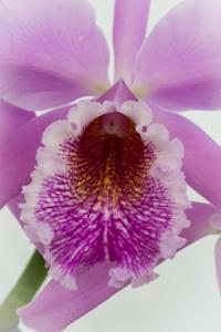 Cattleya Vestalis