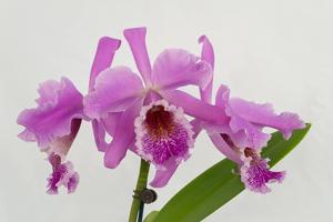 Cattleya Vestalis