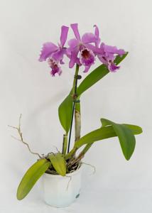 Cattleya Vestalis